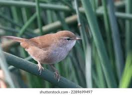 Image result for Cettia cetti