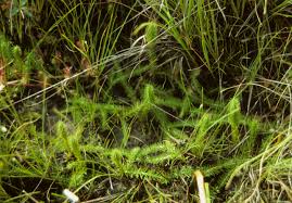 Attēlu rezultāti vaicājumam “Lycopodiella inundata”