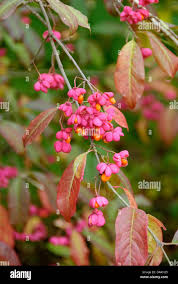 Attēlu rezultāti vaicājumam “Euonymus europaeus”