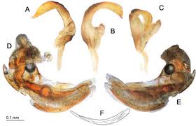 Attēlu rezultāti vaicājumam “Phytocoris sp.”