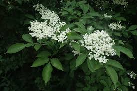 Attēlu rezultāti vaicājumam “Sambucus nigra”