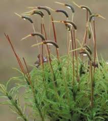 Attēlu rezultāti vaicājumam “Plagiomnium undulatum sporophyte”