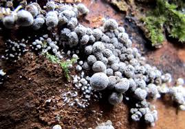 Attēlu rezultāti vaicājumam “Phleogena faginea young”