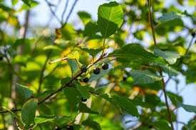 Attēlu rezultāti vaicājumam “Frangula alnus fruit”