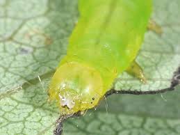 Attēlu rezultāti vaicājumam “Colobochyla salicalis”