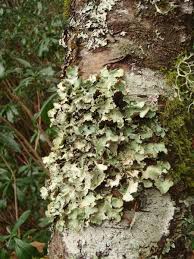 Attēlu rezultāti vaicājumam “Cetrelia sp.”