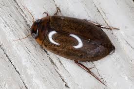 Attēlu rezultāti vaicājumam “Dytiscidae”