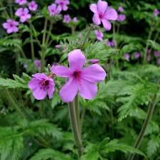 Image result for Geranium `Purple Haze`