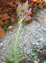 Image result for Ptilostemon afer