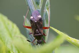 Attēlu rezultāti vaicājumam “Closterotomus biclavatus”