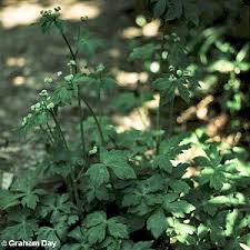 Attēlu rezultāti vaicājumam “Sanicula europaea”