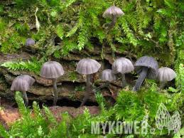 Attēlu rezultāti vaicājumam “Mycena pseudocorticola”