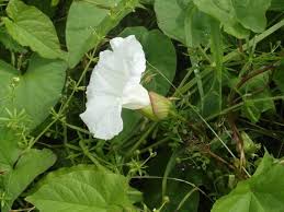Attēlu rezultāti vaicājumam “Calystegia inflata flower”