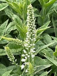 Attēlu rezultāti vaicājumam “Veronica longifolia fruit”