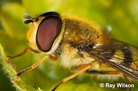 Attēlu rezultāti vaicājumam “Syrphus torvus”