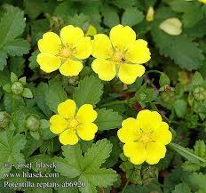 Attēlu rezultāti vaicājumam “Potentilla reptans”