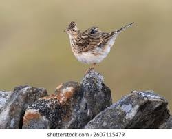 Attēlu rezultāti vaicājumam “Alauda arvensis adult”