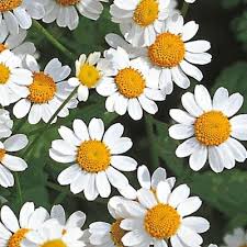 Image result for Tanacetum parthenium 'Tetraweiss'