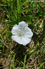 Attēlu rezultāti vaicājumam “Calystegia inflata leaf”