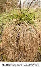 Attēlu rezultāti vaicājumam “Carex appropinquata fruit”