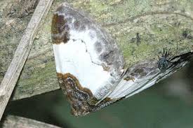 Attēlu rezultāti vaicājumam “Mesoleuca albicillata”