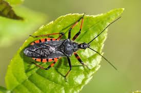 Attēlu rezultāti vaicājumam “Rhynocoris annulatus nymph”