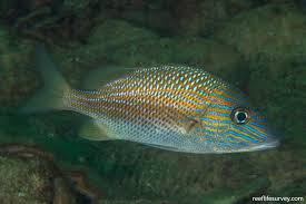 Image result for Haemulon plumierii