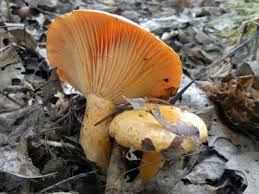 Attēlu rezultāti vaicājumam “Lactarius”