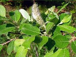 Attēlu rezultāti vaicājumam “Salix caprea leaf”