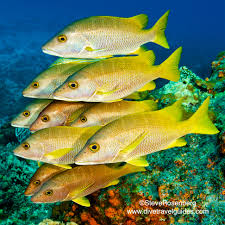 Image result for Lutjanus cyanopterus