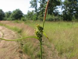 Attēlu rezultāti vaicājumam “Carex lepidocarpa leaf”