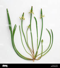 Attēlu rezultāti vaicājumam “Myosurus minimus flower”