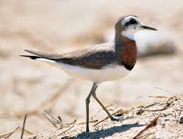 Image result for Charadrius asiaticus