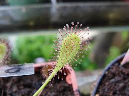 Attēlu rezultāti vaicājumam “Drosera x obovata leaf”