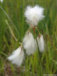 Attēlu rezultāti vaicājumam “Eriophorum gracile leaf”