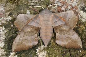 Attēlu rezultāti vaicājumam “Laothoe populi imago”