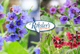 Image result for Pulmonaria officinalis