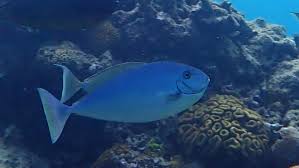Image result for Naso hexacanthus