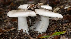 Attēlu rezultāti vaicājumam “Clitocybe nebularis”