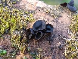 Attēlu rezultāti vaicājumam “Ionomidotis irregularis”