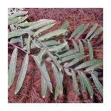 Attēlu rezultāti vaicājumam “Salix purpurea leaf”