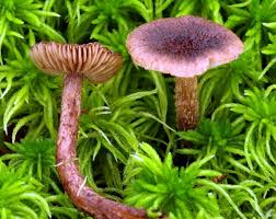 Attēlu rezultāti vaicājumam “Inocybe lanuginosa”