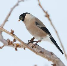 Attēlu rezultāti vaicājumam “Pyrrhula pyrrhula female”