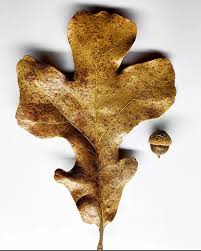 Attēlu rezultāti vaicājumam “Liparis loeselii leaf”