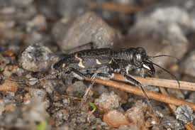 Attēlu rezultāti vaicājumam “Cicindela sylvatica”