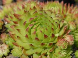 Attēlu rezultāti vaicājumam “Jovibarba globifera leaf”