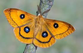 Attēlu rezultāti vaicājumam “Aglia tau”