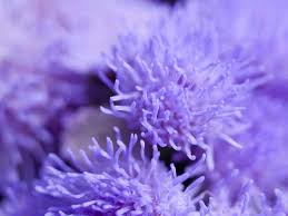 Image result for Ageratum mexicanum