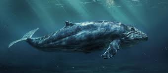 Image result for Balaenoptera omurai