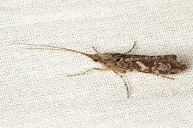 Attēlu rezultāti vaicājumam “Glyphotaelius pellucidus”